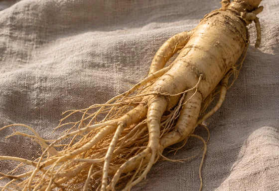Panax Ginseng