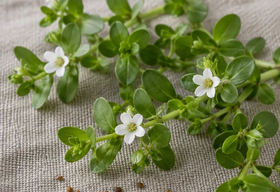 Bacopa