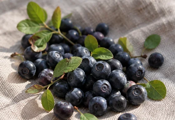 Bilberry
